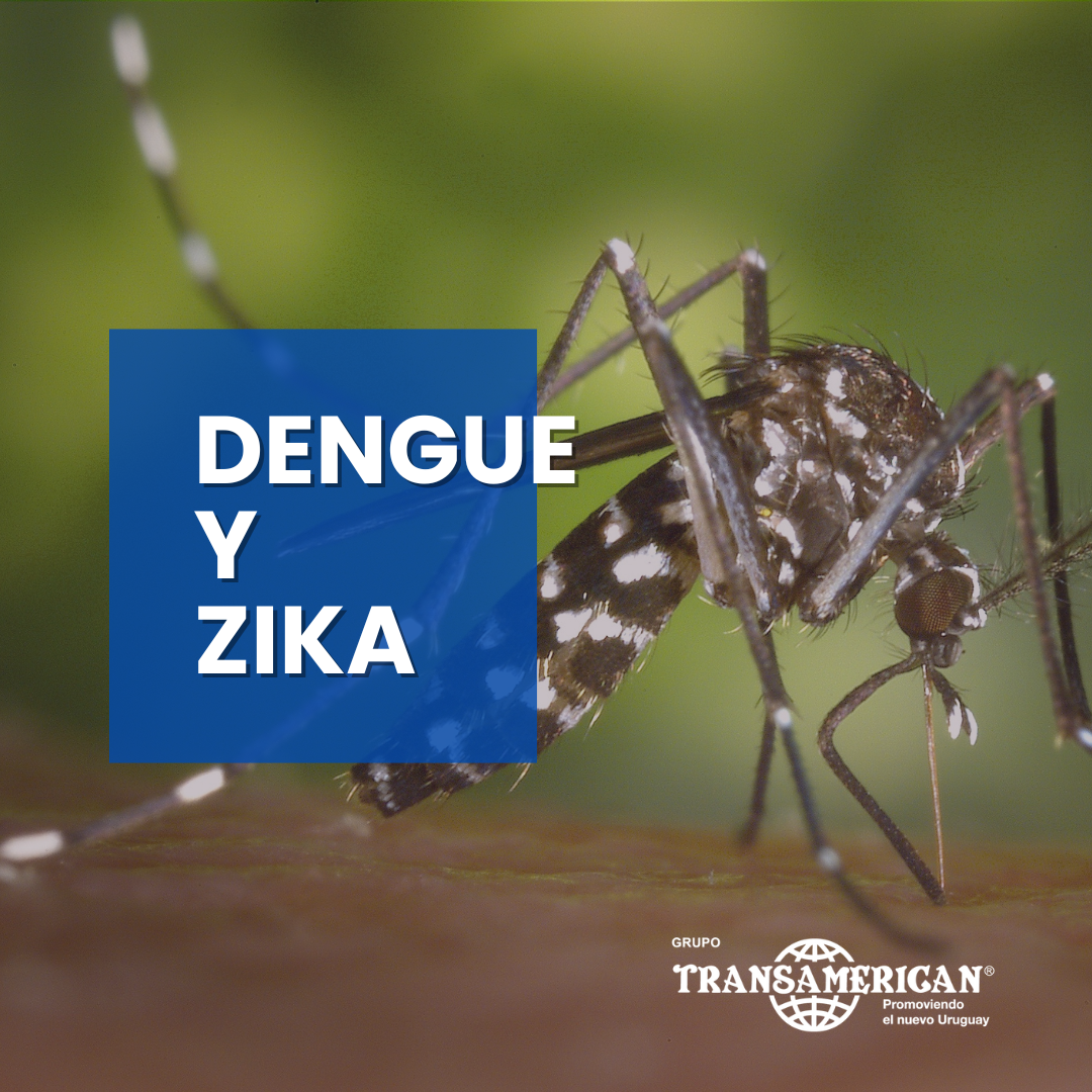 Dengue y Zika: qué son, cómo tratarlos y qué medidas preventivas debemos tomar
